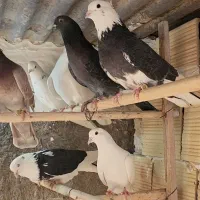 کفتر کبوتر نرو ماده پرشی