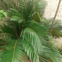 فروش یک گلدان بزرگ گل سیکاس بخاطر کمبود جا|گل و گیاه طبیعی|رشت, حومه رشت|دیوار