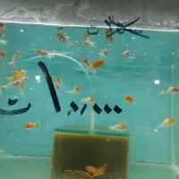 انواع ماهی آکواریوم از ۵۰۰۰تا۲۰۰۰۰|ماهی|مشهد, بهاران|دیوار