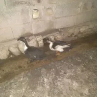 اردک نر و ماده