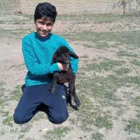 بره نره فروشی توضیحات ببین