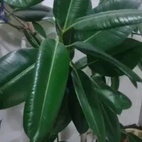 یک عدد گل فلگوس|گل و گیاه طبیعی|خوی, |دیوار