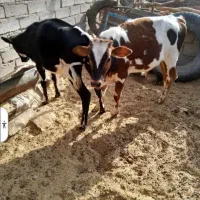 دو گوساله نر یک ماده گاو ابستن در نهبندان|حیوانات مزرعه|بیرجند, |دیوار