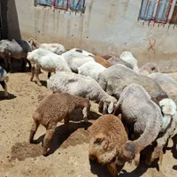 تعدادی گوسفندداشتی|خوردنی و آشامیدنی|شیروان (خراسان), |دیوار