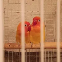 جفت طوطی برزیلی مولد|پرنده|شیراز, آبیاری|دیوار