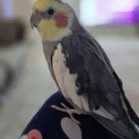 عروس هلندی گم شده محدوده مدرس