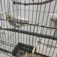 عروس هلندی سینامون نر شاه تخم اهلی|پرنده|آبادان, |دیوار