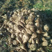 فروش چغندرقند و تفاله چغندروسیب و علوفه ذرت