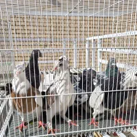 تعدادی کبوتر