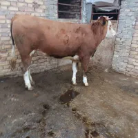 گوساله سیمنتال پروار