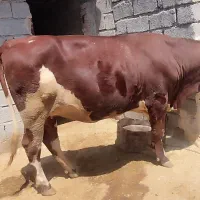 دو گاو جوان