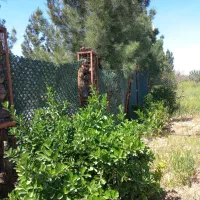زمین-باغی