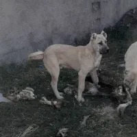 توله ۷ ماه سرابی از بهترین و قویترین نصل