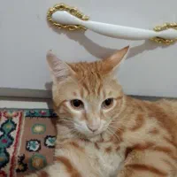 گربه بازیگوش|گربه|پرند, فاز ۶|دیوار