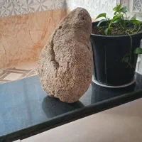 سنگ مرجان،بزرگ