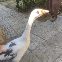 قوغاز محلی 4ماهه
