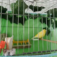 قناری نر مست 2ساله سالم قواردار