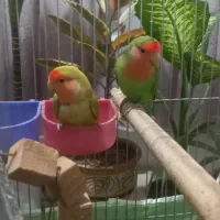 یک جفت طوطی برزیلی رخ هلوئی(دم کاربنی)|پرنده|کرمانشاه, |دیوار