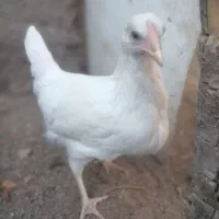 جوجه75 روزه آراکانا|حیوانات مزرعه|سبزوار, امیر کبیر|دیوار