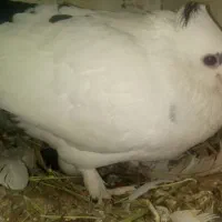 دم سیاه پارک مطهری گم شده|حیوانات|کرمان, |دیوار