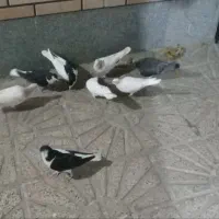 ۸ کبوتر
