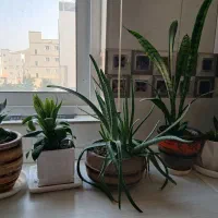 گل و گلدان