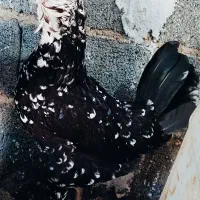 مرغ و خروس گلین پنگوئنی و خال سوزنی فول کیفیت|حیوانات مزرعه|ساری, |دیوار