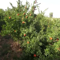 انار روی درخت فروش درباغ
