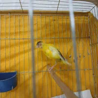 قناری ماده یک سر جیور تاوان داده