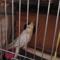 عروس هلندی