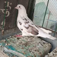 کبوتر|پرنده|شاهین‌شهر, شهرک میلاد|دیوار