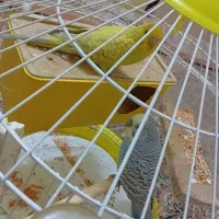 مرغ عشق|پرنده|مشهد, خرمشهر|دیوار