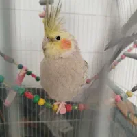 عروس هلندی مولد سالم