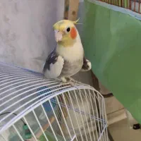 عروس هلندی نر بالغ|پرنده|شاهینشهر, فردوسی|دیوار