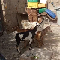 کهره گوشتی. زه نگرده  موجود  ۱۴کیلو گوشت