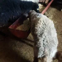 بره همو هارو ۲۰۰۰۰۰۰۰|حیوانات مزرعه|شیروان (خراسان), |دیوار