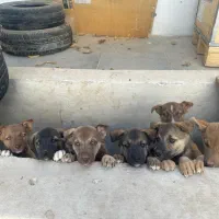 واگذاری توله های میکس هاسکی و پیتبول|سگ|کرج, عظیمیه|دیوار