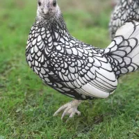 فروش تخم سیبرایت