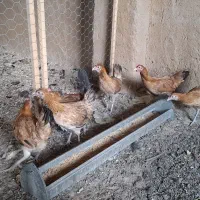 مرغ و خروس لری