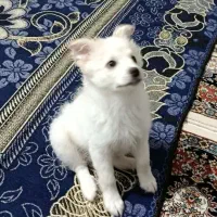 واگذاری سگ پامر اشپیتز