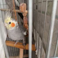 عروس هلندی سینامون