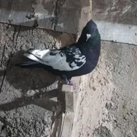 کفتر سینه سیاه|پرنده|فسا, |دیوار