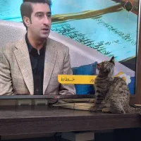 گربه ماده 3ماهه|گربه|اصفهان, سپاهان‌شهر|دیوار