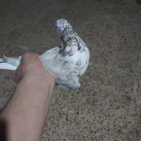 پرنده کبوتر نر|پرنده|اهواز, نادری|دیوار