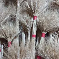 گل گندم|گل و گیاه طبیعی|رشت, چله خانه|دیوار