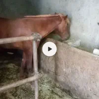 اسب بسیار خشکل
