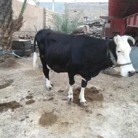 گاو خانگی سرحال