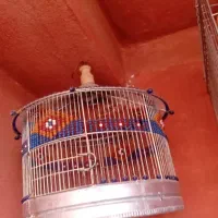 قفس مهره دار  رنگی