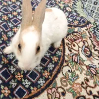 خرگوش|موش و خرگوش|اهواز, کوی رمضان|دیوار