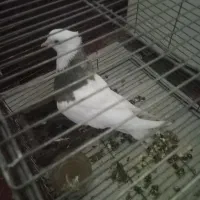 طوقی مفلق ماده|پرنده|رباط‌کریم, رباط‌کریم|دیوار